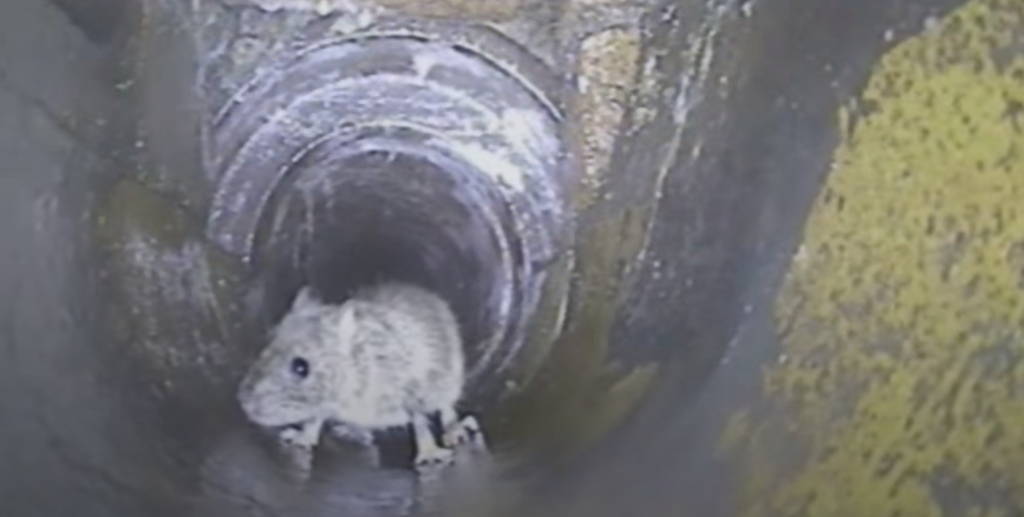 CCTV Rat Drain Surveys for Portsmouth